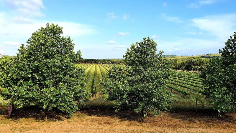 Herdade Canal Caveira - Winery Visit 4 Red's Wines & Tapas - A Detailed Look into the Herdade Canal Caveira Experience