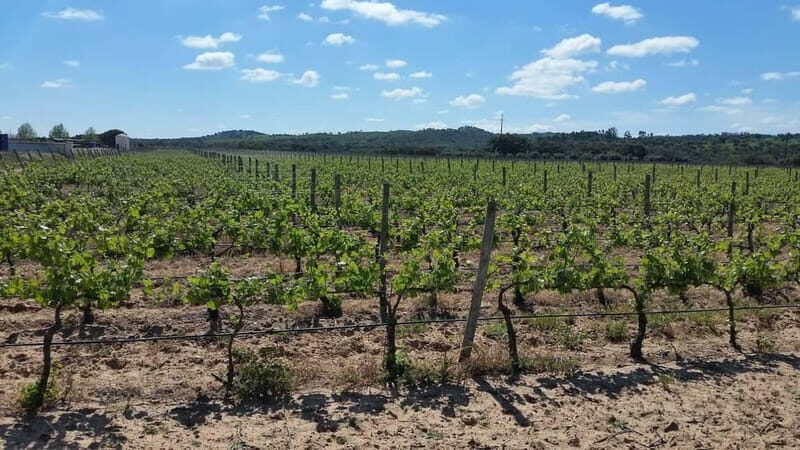 Herdade Canal Caveira - Winery Visit 4 Red's Wines & Tapas - FAQ