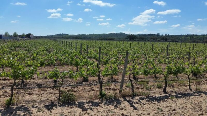 Herdade Canal Caveira Winery Visit with TOP5 Wines & Tapas - Key Points
