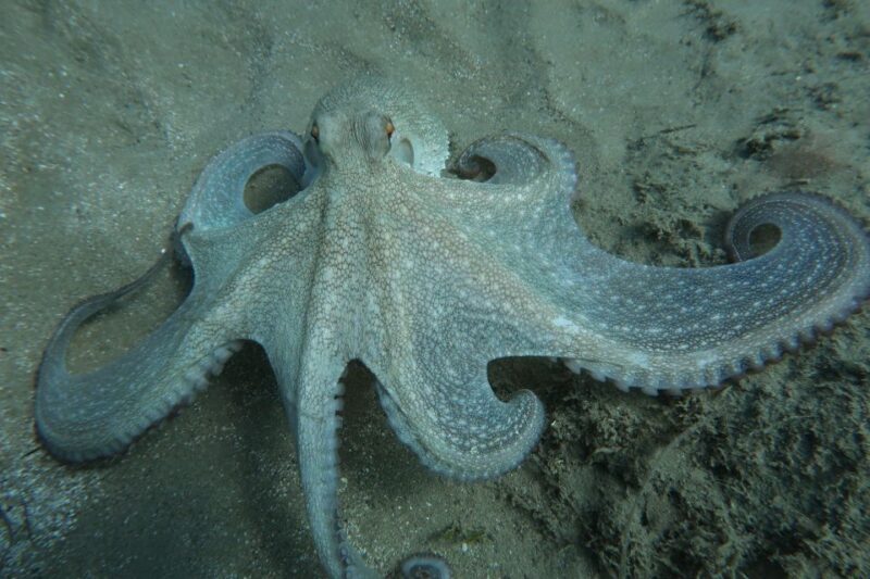 Hersonissos, Stalida: Scuba Diving Experience for beginners - Who Should Consider This Experience?