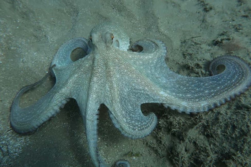 Hersonissos, Stalida: Scuba Diving Experience for beginners - Final Thoughts on the Crete Beginner Scuba Tour