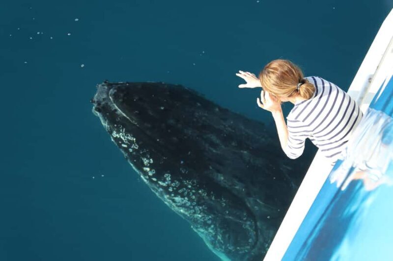 Hervey Bay 4-Hour Whale Watch Encounter - What to Expect on the Hervey Bay Whale Watch Tour