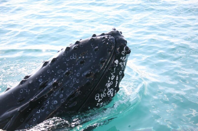 Hervey Bay 4-Hour Whale Watch Encounter - Why This Tour Works Well