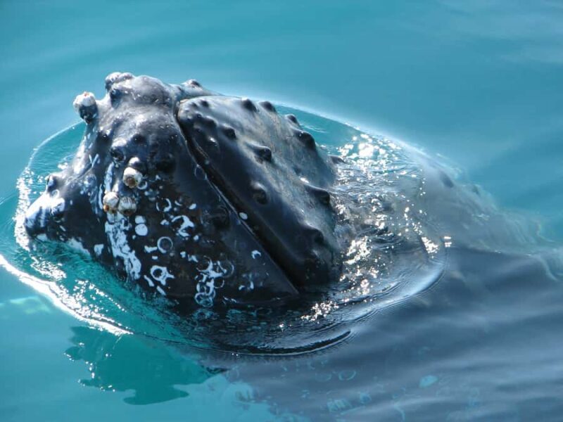 Hervey Bay 4-Hour Whale Watch Encounter - Considerations and Downsides