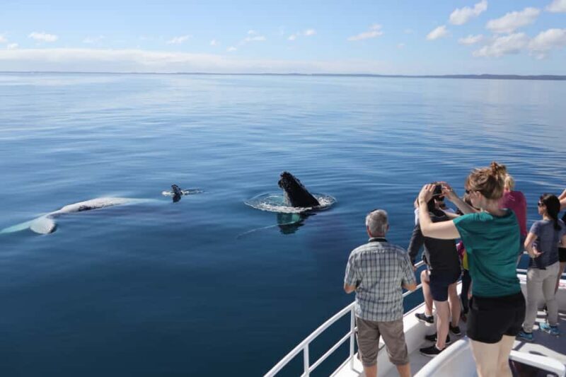 Hervey Bay 4-Hour Whale Watch Encounter - Final Thoughts