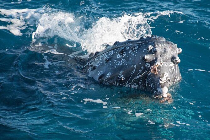 Hervey Bay: Best Value Half Day Whale Watching Cruise - An Honest Look at the Whale Watching Experience