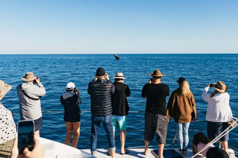 Hervey Bay: Exclusive Whale Watch Encounter - Key Points