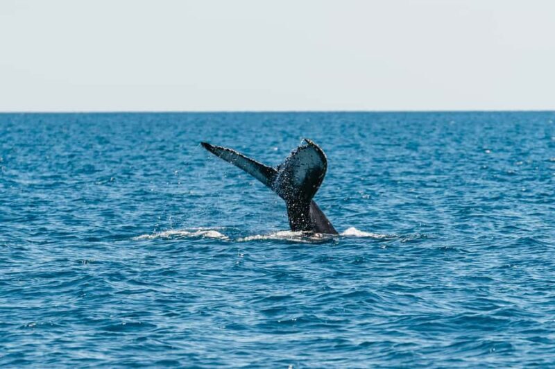Hervey Bay: Exclusive Whale Watch Encounter - What Makes This Tour Special