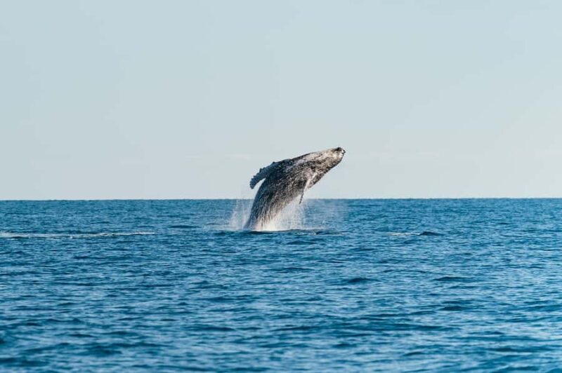 Hervey Bay: Exclusive Whale Watch Encounter - Food, Comfort, and Customer Service