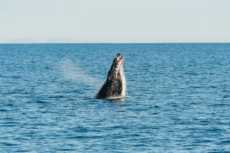 Hervey Bay: Exclusive Whale Watch Encounter - The Value of This Experience