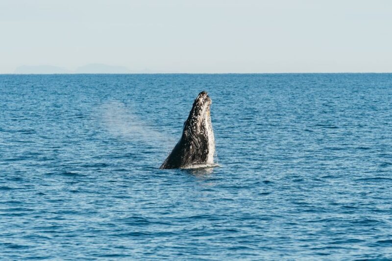 Hervey Bay: Exclusive Whale Watch Encounter - Final Thoughts