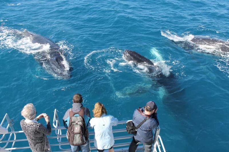 Hervey Bay: Half-Day Whale Watching Cruise - Key Points