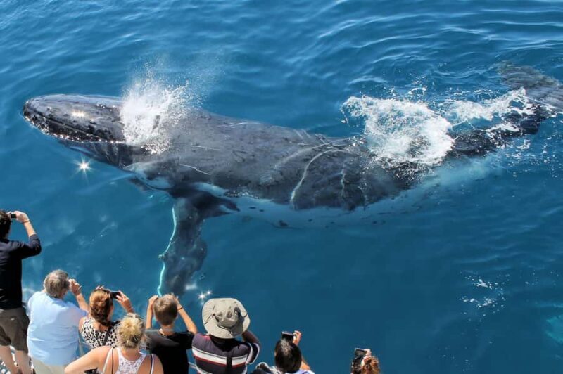 Hervey Bay: Half-Day Whale Watching Cruise - Wildlife Encounters: What Are the Chances?