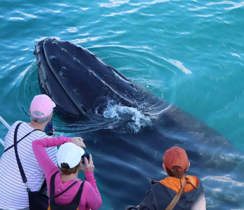 Hervey Bay: Half-Day Whale Watching Cruise - Who Will Love This Tour?