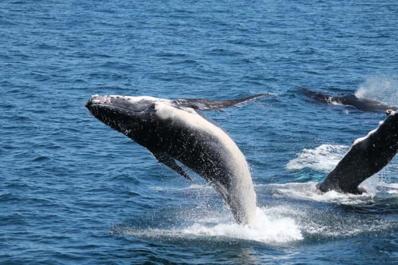Hervey Bay: Half-Day Whale Watching Cruise - FAQs