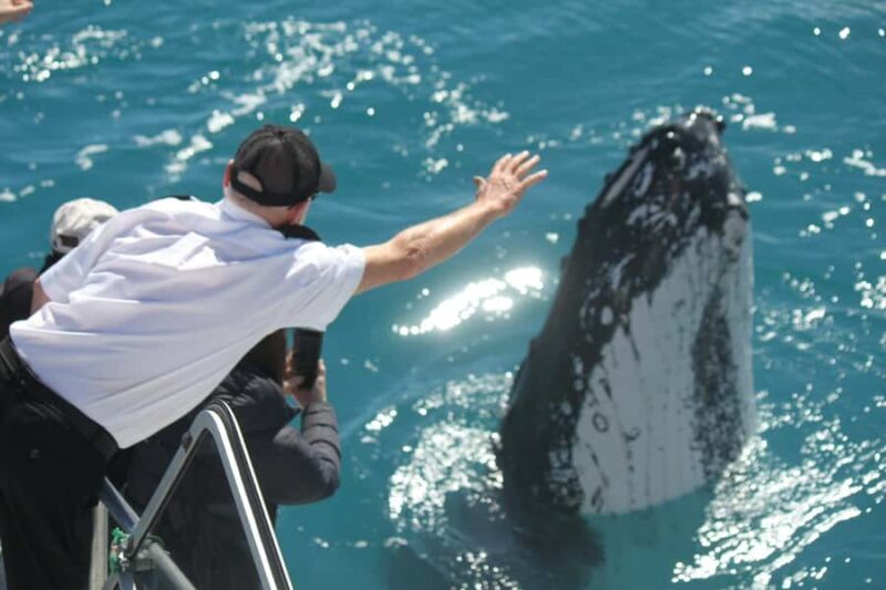 Hervey Bay: Half-Day Whale-Watching Cruise - Key Points