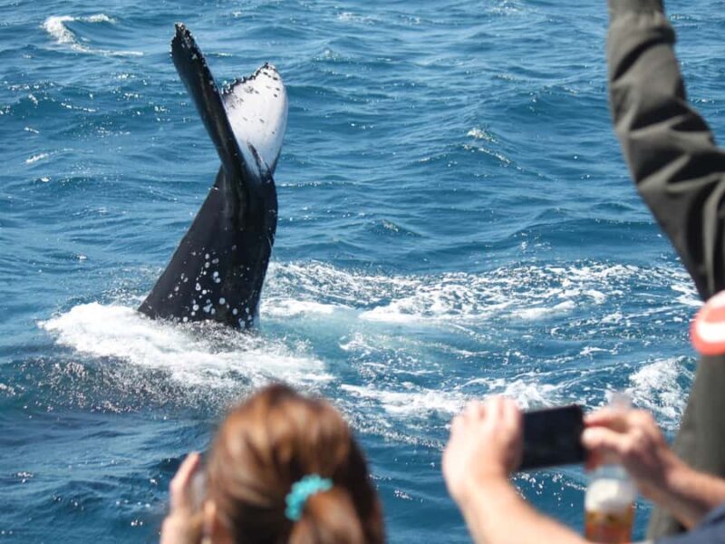 Hervey Bay: Half-Day Whale-Watching Cruise - Why This Whale-Watching Tour Stands Out