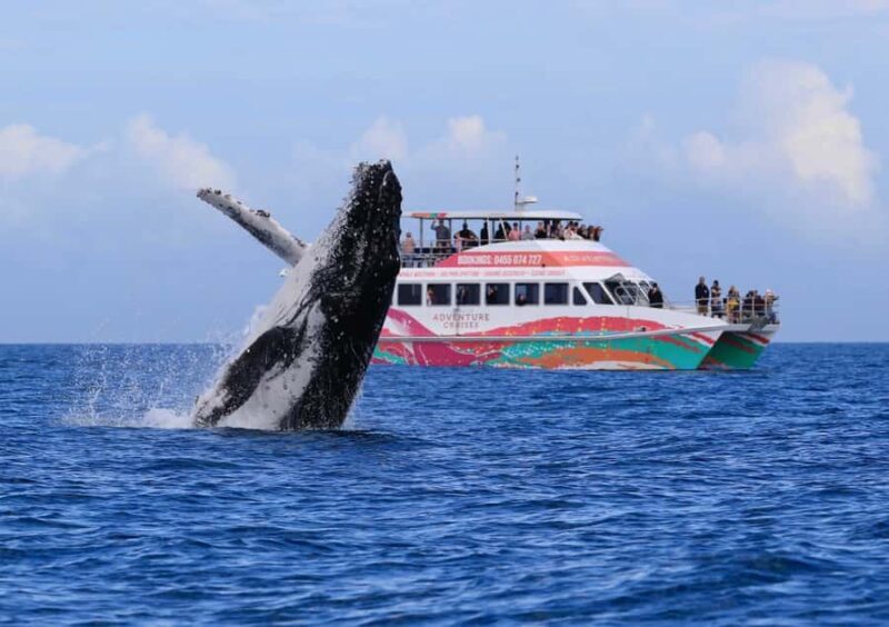 Hervey Bay: Half-Day Whale-Watching Cruise - The Authentic Experience According to Travelers
