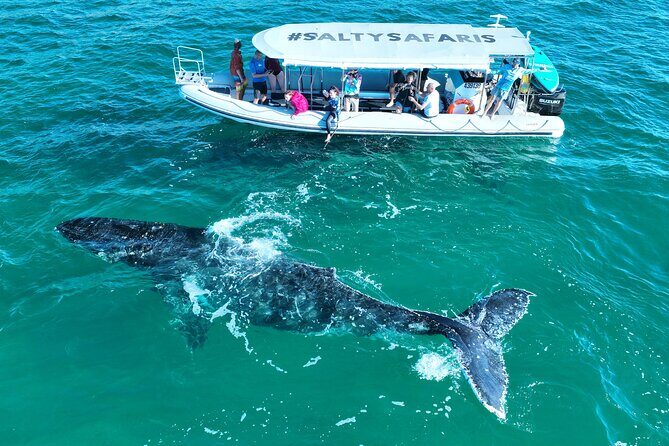 Hervey Bay: Half Day Whale watching & Island Stop Tour - Key Points