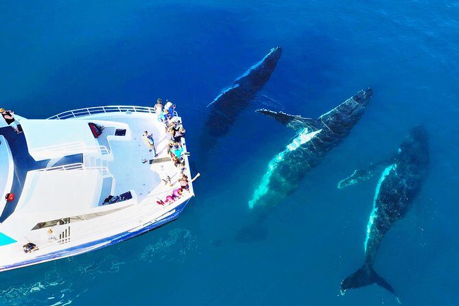 Hervey Bay: Half Day Whale watching & Island Stop Tour - FAQ