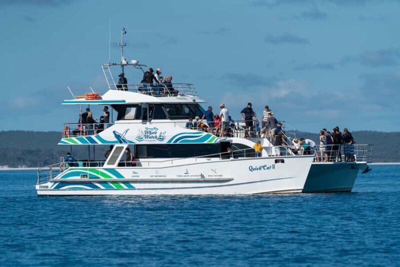 Hervey Bay: Humpback Whale-Watching Half-Day Cruise - Key Points