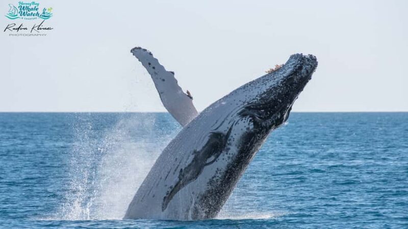 Hervey Bay: Humpback Whale-Watching Half-Day Cruise - The Experience of Listening and Watching