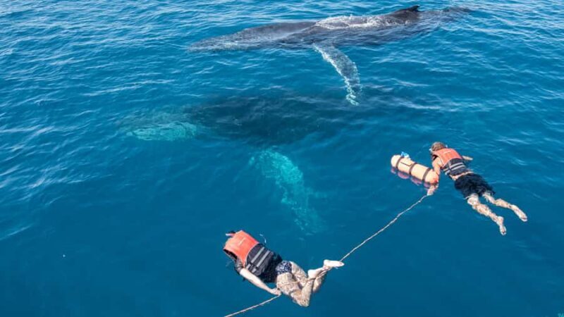 Hervey Bay: Humpback Whale-Watching Half-Day Cruise - Who Will Love This Tour?