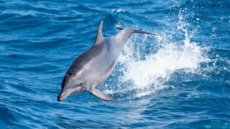Hervey Bay: Humpback Whale-Watching Half-Day Cruise - Price and Value Analysis