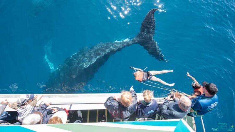 Hervey Bay: Humpback Whale-Watching Half-Day Cruise - Practical Details and Tips