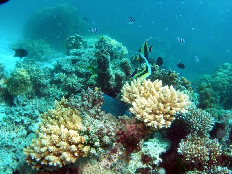 Hervey Bay: Turtle Discovery Eco Tour - Key Points