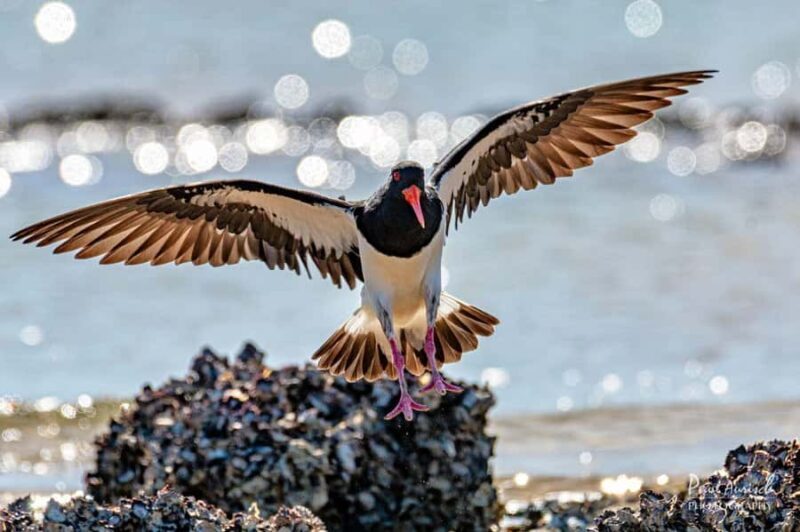 Hervey Bay: Turtle Discovery Eco Tour - Accessibility and Practical Tips