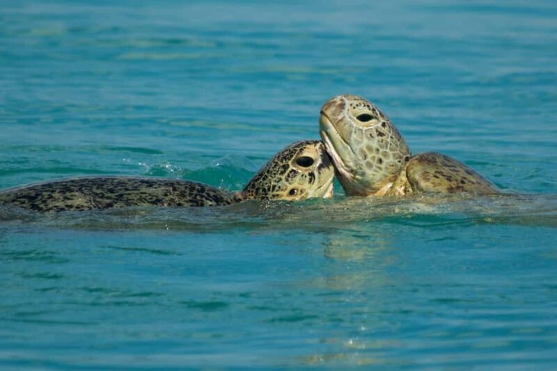 Hervey Bay: Turtle Discovery Eco Tour - Final Thoughts: Who Is This Tour Best For?