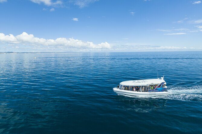 Hervey Bay Ultimate Whale Watching Cruise - An In-Depth Look at the Hervey Bay Whale Watching Experience