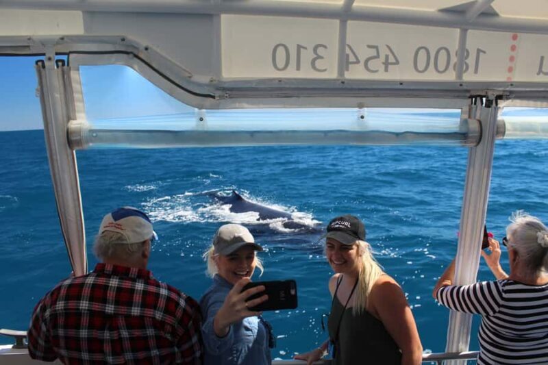 Hervey Bay: Ultimate Whale Watching Experience - Key Points