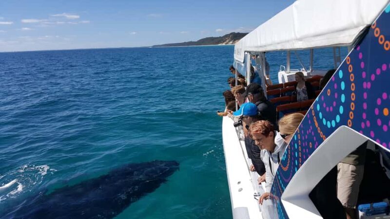 Hervey Bay: Ultimate Whale Watching Experience - The Details of the Tour: What Youll Expect