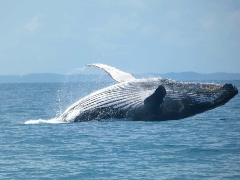 Hervey Bay: Ultimate Whale Watching Experience - Who Will Love This Tour?