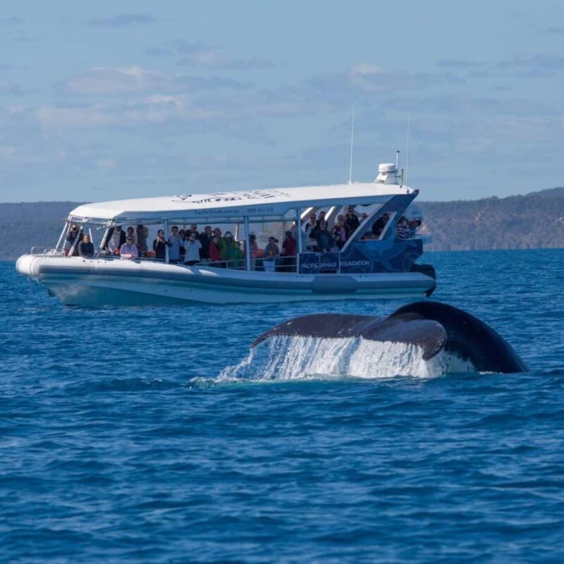 Hervey Bay: Ultimate Whale Watching Experience - Pricing & Value