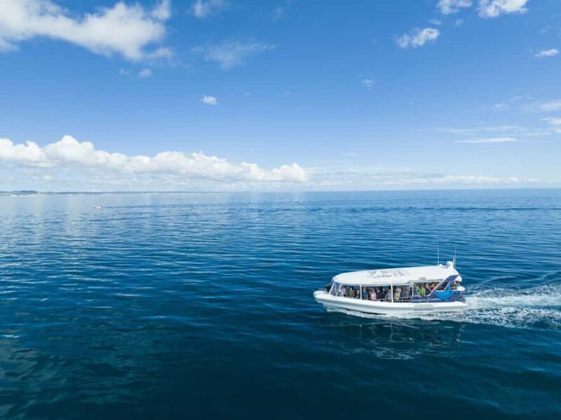Hervey Bay: Ultimate Whale Watching Experience - Final Thoughts: Is This Tour Right for You?
