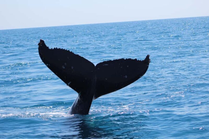 Hervey Bay: Ultimate Whale Watching Experience - FAQ