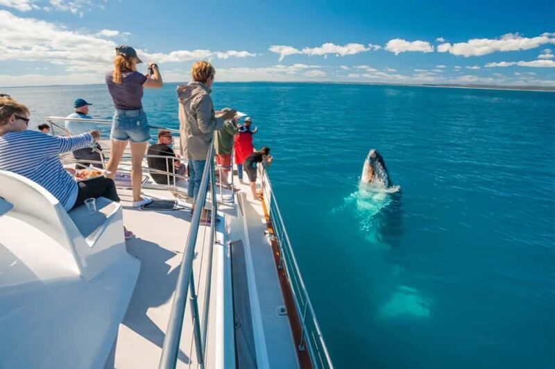 Hervey Bay Whale Odyssey Cruise - The Itinerary and What You Can Expect