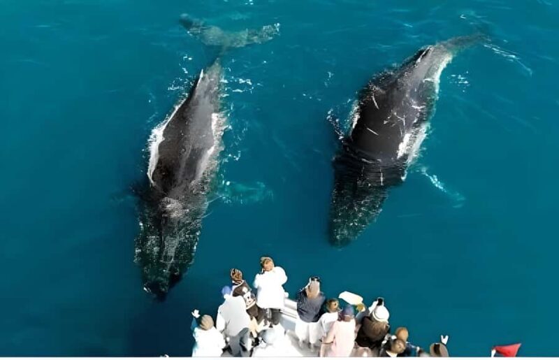 Hervey Bay Whale Odyssey Cruise - Pricing and Value