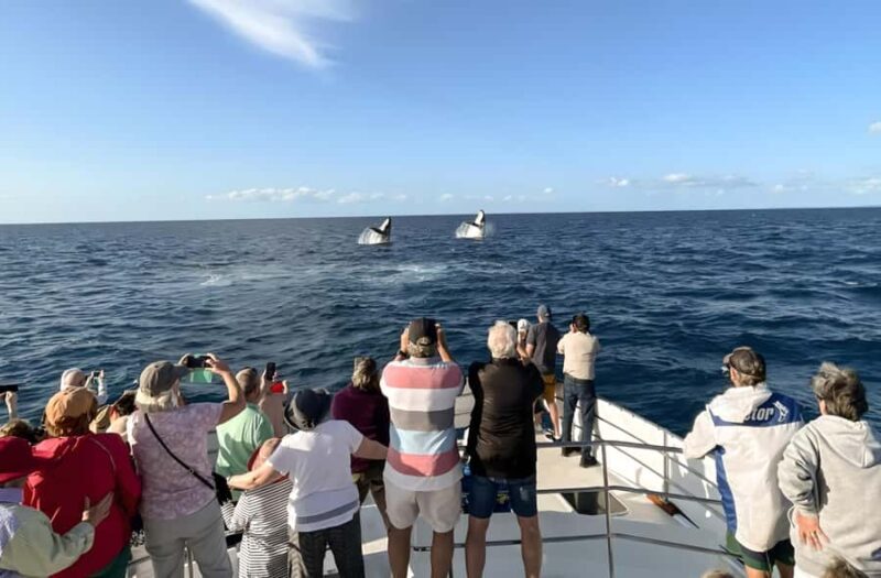 Hervey Bay Whale Odyssey Cruise - Who Will Love This Tour?
