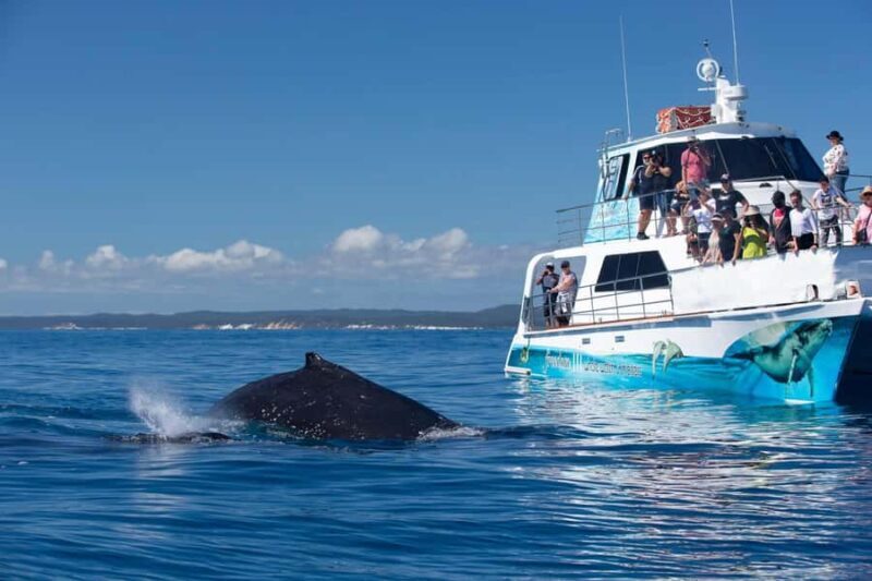 Hervey Bay Whale Odyssey Cruise - The Real-World Experiences of Past Travelers