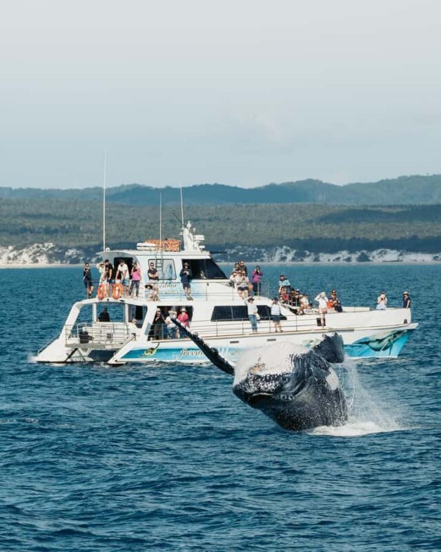 Hervey Bay Whale Odyssey Cruise - Final Thoughts: Is It Right for You?
