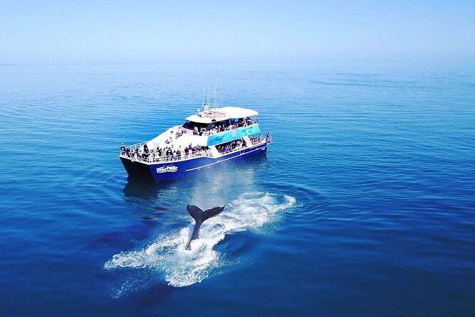 Hervey Bay Whale Watching Cruise - An Honest Breakdown of the Whale Watching Experience