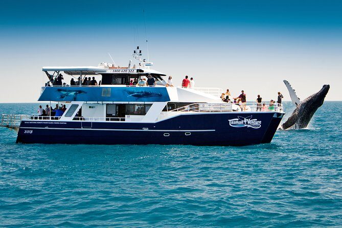 Hervey Bay Whale Watching Cruise - Why This Tour Wins Over Travelers