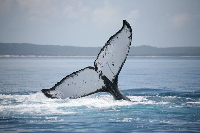 Hervey Bay Whale Watching Cruise - Who Should Consider This Tour?