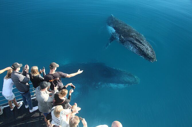Hervey Bay Whale Watching Cruise - FAQs
