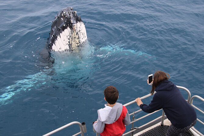 Hervey Bay Whale Watching Cruise - Final Thoughts