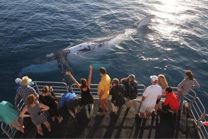 Hervey Bay Whale Watching Cruise - Note: Always check the weather forecast and consider your comfort level with boat trips before booking. But if marine life and scenic views are your thing, this cruise offers a truly special experience.